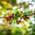 CRAB APPLE, Malus