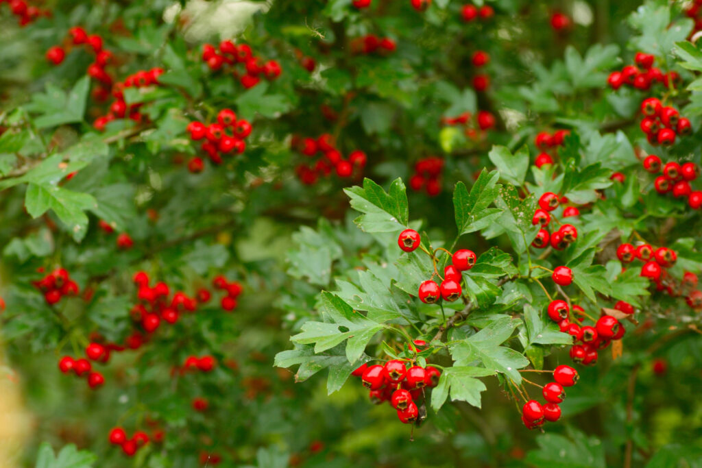 Hawthorn, native hedging, berries