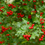 Hawthorn, native hedging, berries