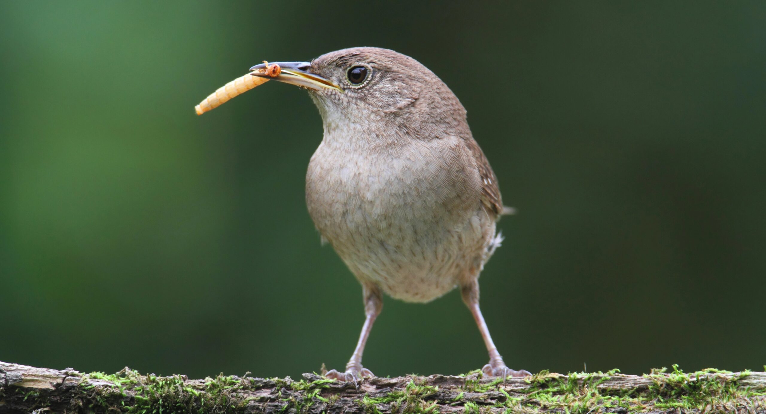 Wren feeding