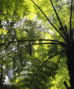 Tree Ferns